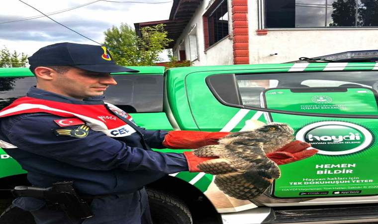 Ağrı’da yaralı halde bulunan baykuş tedavi altına alındı