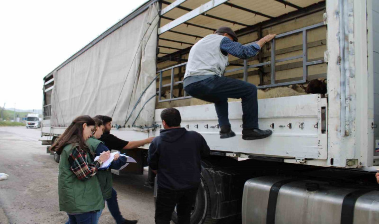 Erzincan’da kurbanlık sevkine sıkı denetim