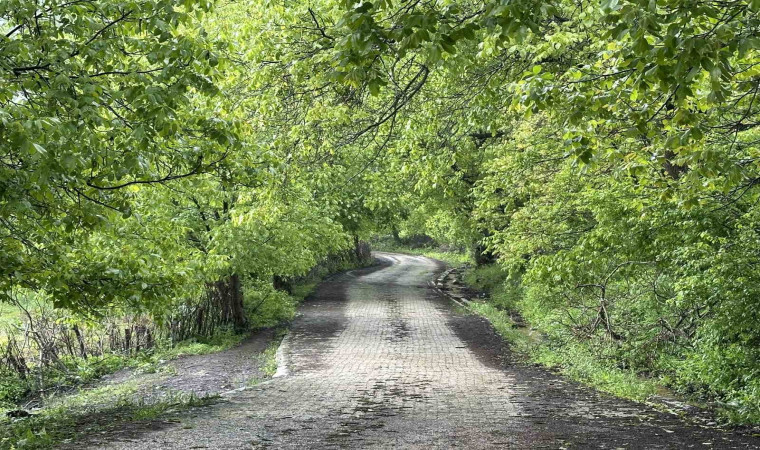 Şemdinli yeşil doğasıyla Karadeniz’i aratmıyor