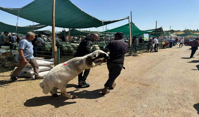 Bayramın ilk gününde kurban pazarında hareketlilik