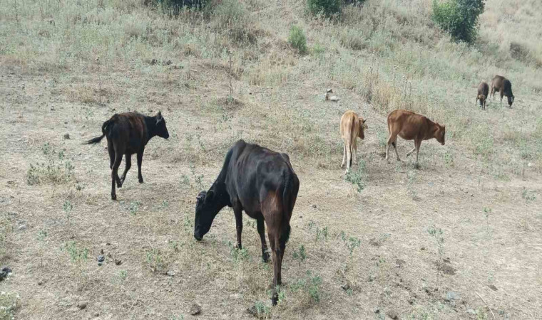 Derecik’te kayıp inekler 4 gün sonra bulundu