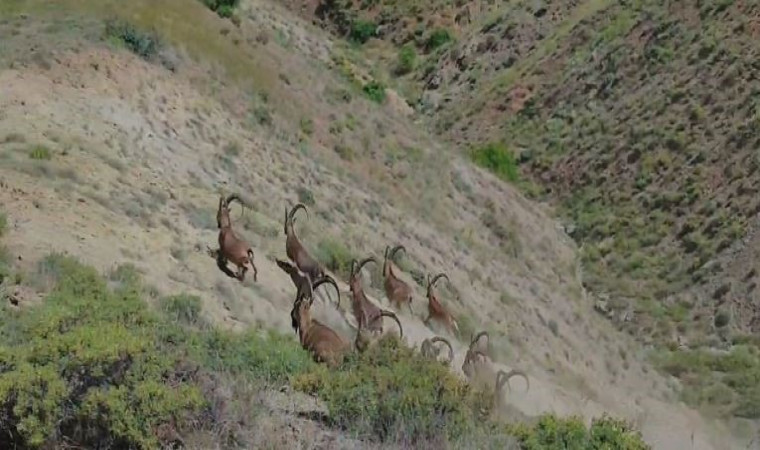 Elazığ’da koruma altında bulunan çengel boynuzlu dağ keçileri görüntülendi