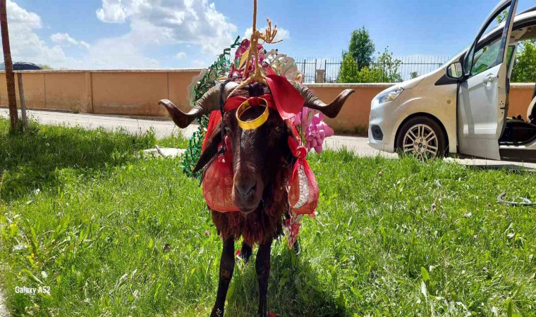 Erzurum’da kurbanlık koçlar gelinler için süslendi