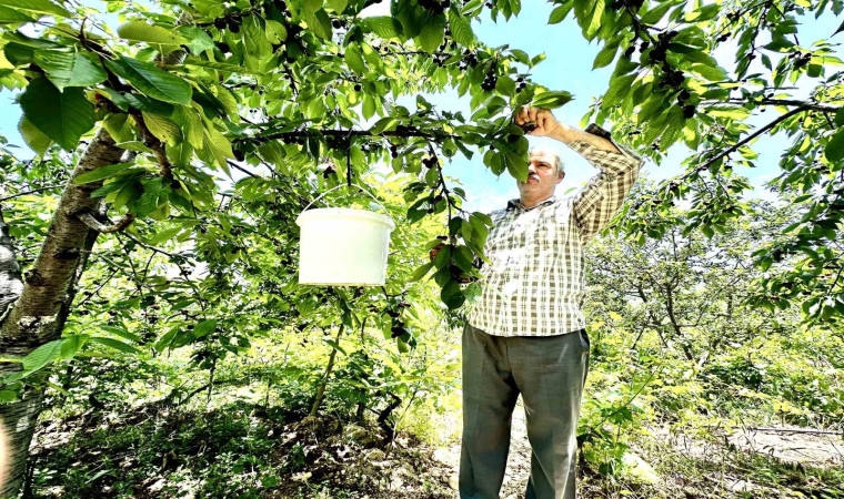 Kiraz üreticisi günlük 2 bin TL’ye işçi bulamıyor