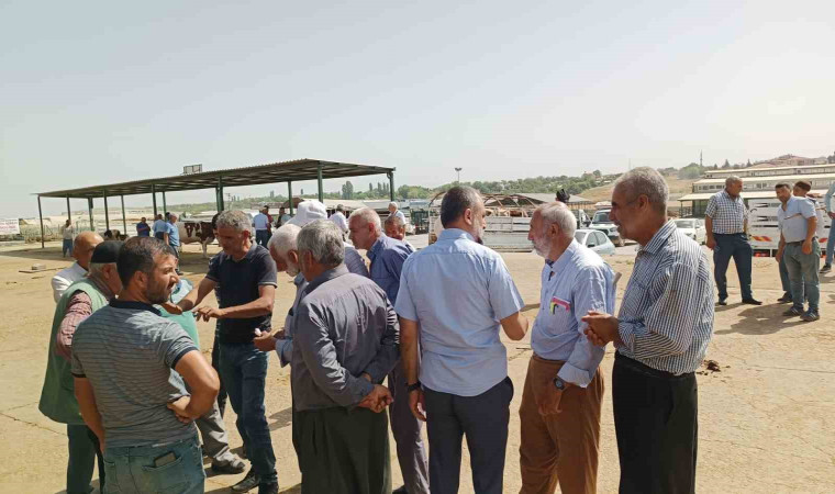 Malatya’da kurbanlıklar alıcılarını bekliyor