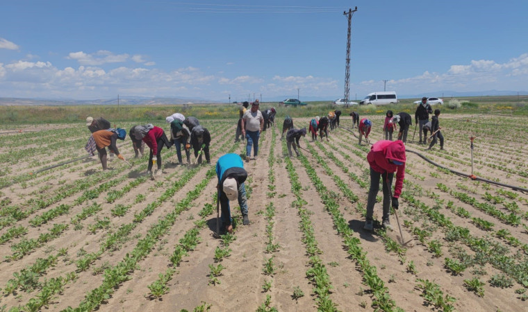 Mevsimlik tarım işçileri ekmek parası için ter döküyor