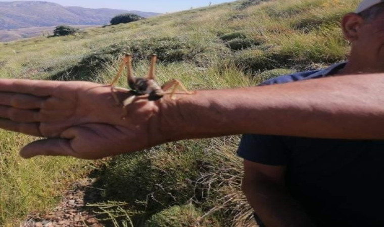 Elazığ’da dev etçil çekirge görüntülendi