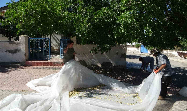 Malatya’da dutun pekmez yolcuğu başladı