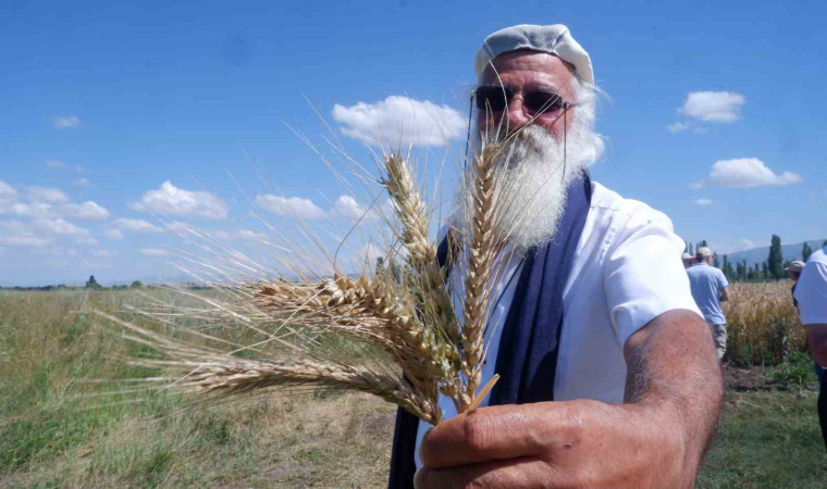 ”Parla” Erzurum’da Pasin Ovası’nda başak verdi