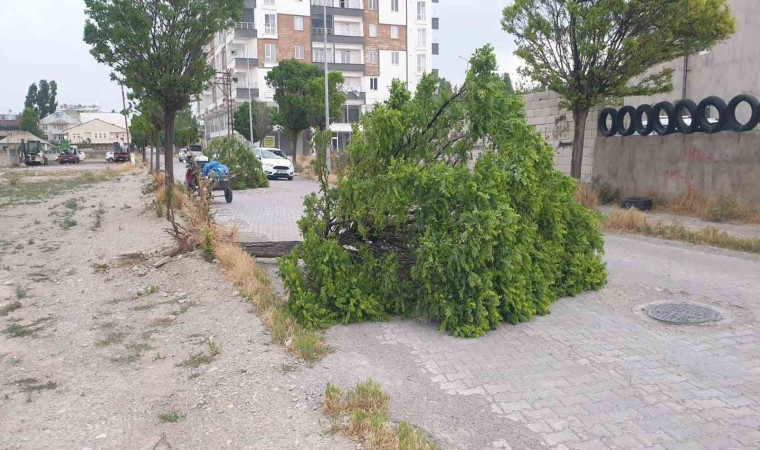 Patnos’ta fırtına direk ve ağaçları devirdi