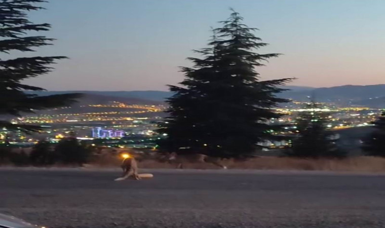 Şehir merkezine inen tilkileri elleri ile beslediler