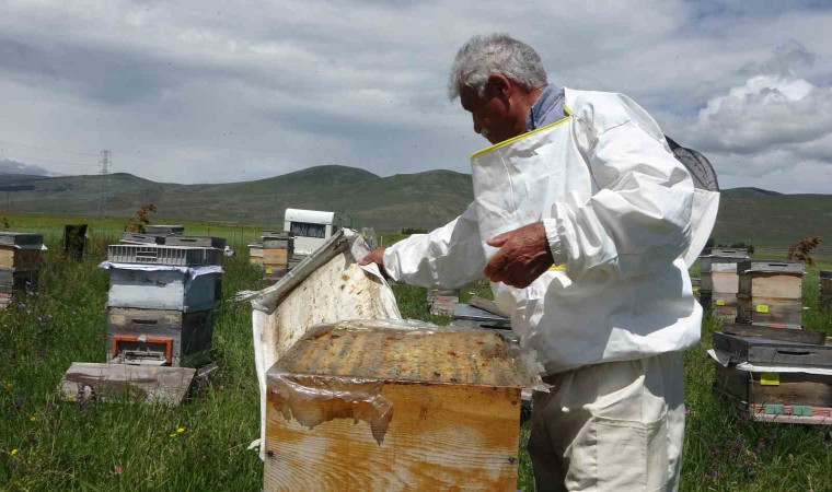 Ardahan’da coğrafi işaretli bal hasadı başladı; 450 ton bal üretimi bekleniyor