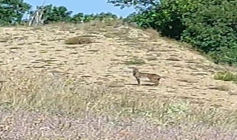 Doğanın özel avcısı ‘Vaşak’ Tunceli’de görüntülendi