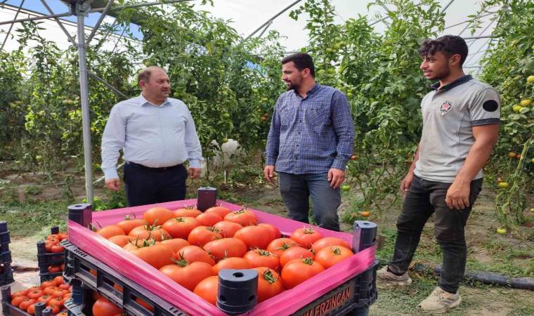 Erzincan domatesi çevre illerde sofraları süslüyor