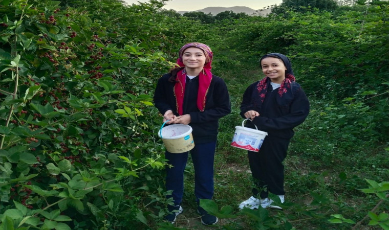 Erzincan’da böğürtlen hasadı başladı