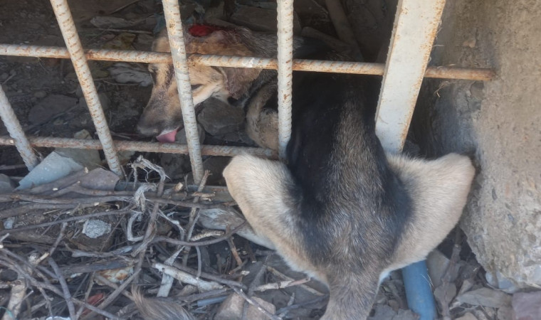 Demir korkuluklara sıkışan köpek kurtarıldı