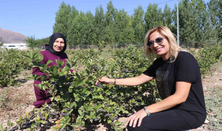 Erzincan’da “Süper meyve” bahçesi kuran ziraat mühendisi kadın “ilk hasat” heyecanı yaşadı