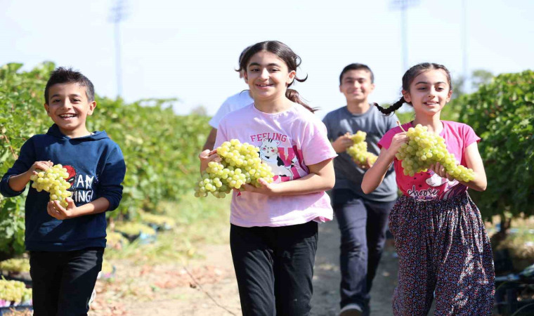 Çocuklar üzüm hasadına renk katıyor