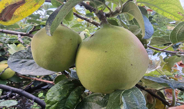 Görüntüsü armut, tadı elma