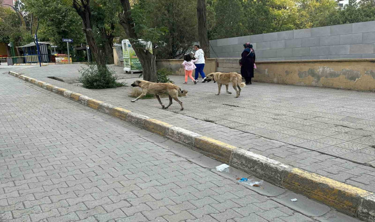 Kağızman’da başıboş köpekler tehlike saçıyor