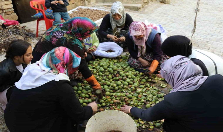 Van’da ceviz hasadı uzun sırıklarla yapılıyor