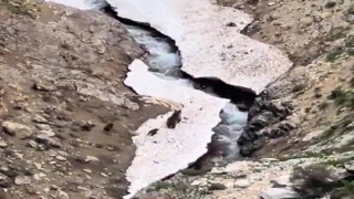 Anne ayı ve yavruları yiyecek ararken görüntülendi