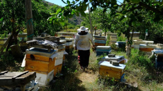 Bal arılarının yayla yolculuğu başladı