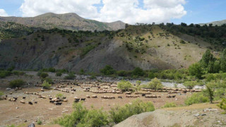 Binlerce koyun Muş yaylalarına doğru yola çıkarıldı