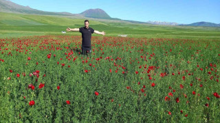 Bitlis’te açmaya başlayan gelincikler görsel şölen sunuyor