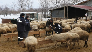 Çayırlı’da küçükbaş hayvanlarda aşılama kampanyası