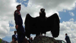 Doğaya bırakılan akbabadan özgürlük pozu