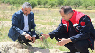 Elazığ’da dikimi yapılan ‘Amerikan Tuz Çalısı’ başarılı oldu