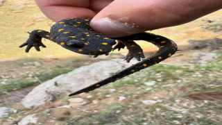 Elazığ’da ‘sarı benekli semender’ görüldü