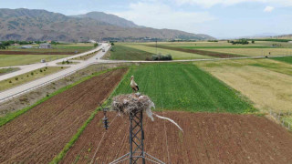 Elazığ’daki köy, 10 leylek yuvasına ev sahipliği yapıyor