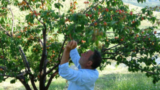 Erkenci kayısıda hasat zamanı