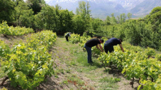 Erzincan’da bağlarda kontroller sürüyor