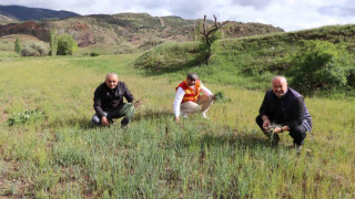 Erzurum’un dağlarında yemlik bereketi