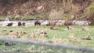 Kars-Göle yolunda domuz sürüsü görüntülendi