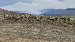 Kars-Iğdır yolunda akbaba sürüsü görüntülendi