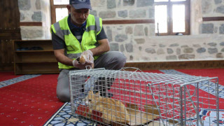 Kedi 500 yıllık caminin minberinde doğum yaptı, belediye sahip çıktı