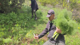 Keledoş yemeği için heliz otu mesaisi