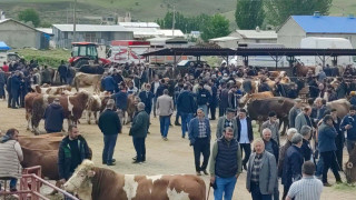 Kurbanlıklar görücüye çıktı