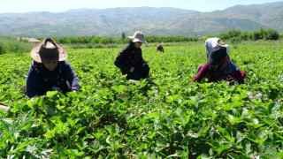 Malatya’da “kırmızı elmas’ hasadı başladı