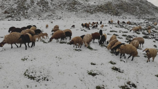 Mayıs ayında yağan kar besicilere zor anlar yaşattı