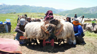 Muşlu berivanlar ilk süt sağımına başladı