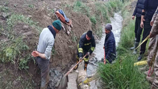 Sulama kanalına düşen koyunu itfaiye kurtardı