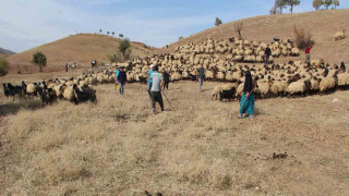 Tarım Müdürlüğü ekipleri, Kemahta küpeleme ve aşılama çalışması yaptı