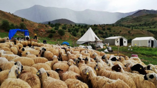 Tulum peyniri üreticileri dışarıdan getirilen peynirlerden muzdarip