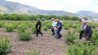 Aronya Erzincan’ı sevdi