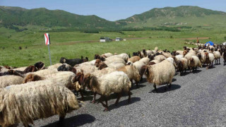 Besicilerin yayla yolculuğu başladı